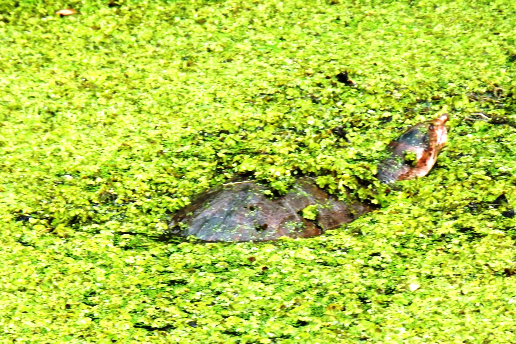 Wildlife Moment softshell turtle B